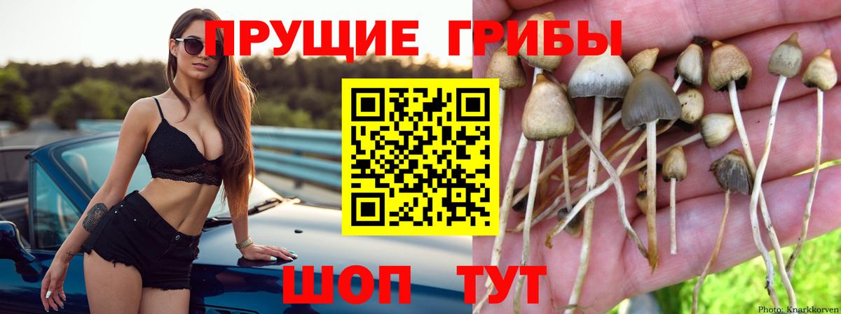 Галлюциногенные грибы Psilocybe  Вход с VPN  сколько стоит  Ростов-на-Дону 